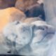 French Bull Dog Puppies