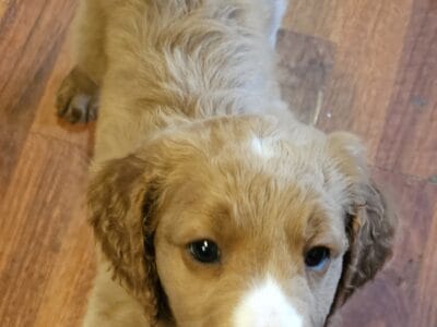 Golden doodle puppies