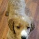 Golden doodle puppies
