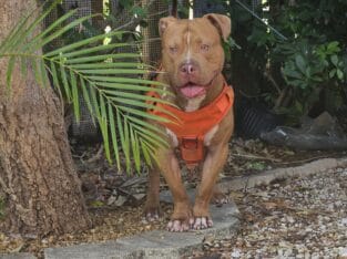 Rehoming 1 yr old XL Male Bully
