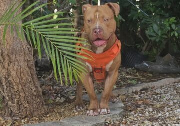 Rehoming 1 yr old XL Male Bully