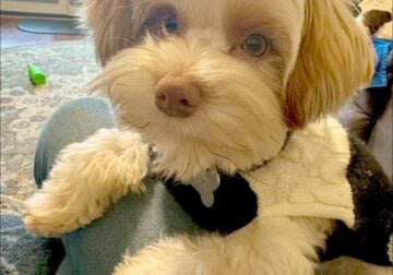 Party Yorkie for Sale