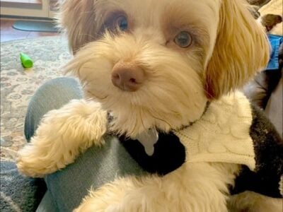 Party Yorkie for Sale