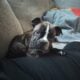 Old English bulldog