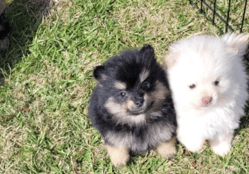 Two beautiful 10 weeks old puppy
