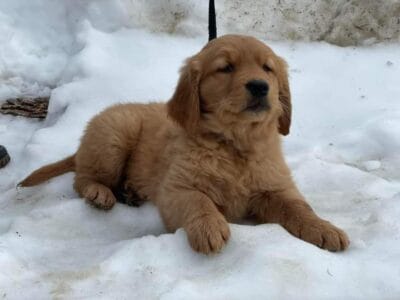 Golden Retriever puppy’s