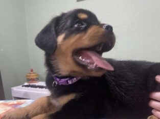 AKC Rottweiler Puppies