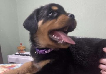 AKC Rottweiler Puppies