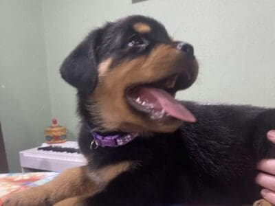 AKC Rottweiler Puppies