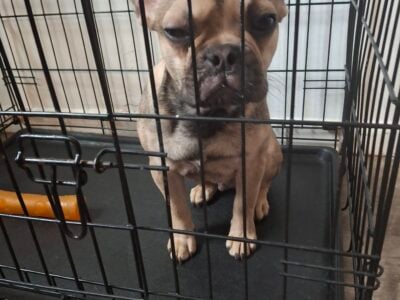 Frenchie puppie 5 months old