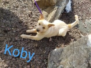 2 Playful Puppies