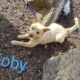 2 Playful Puppies