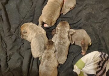 Cane Corso Pups ICCF AKC registered