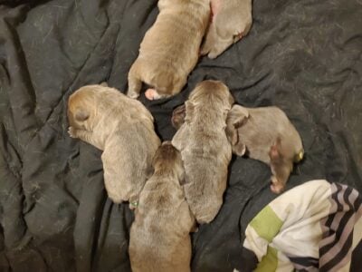 Cane Corso Pups ICCF AKC registered