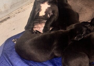 Puppies for sale