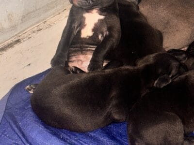 Puppies for sale