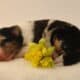 Brawley Miniature American Shepherds