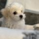 Maltese N Oklahoma