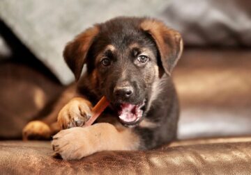 Purebred German Shepherd Puppy – Red Collar