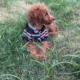 Mini Goldendoodle for sale