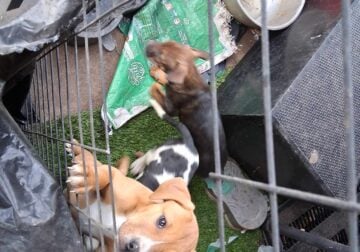 AMERICAN MERLE PIT BULL PUPPIES