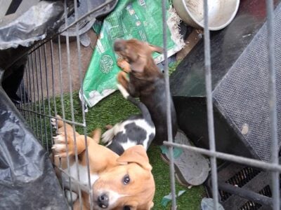 AMERICAN MERLE PIT BULL PUPPIES