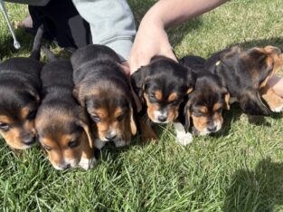 Beagle Puppies
