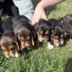 Beagle Puppies