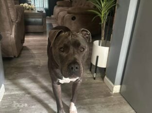 American Staffordshire terrier