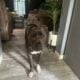 American Staffordshire terrier