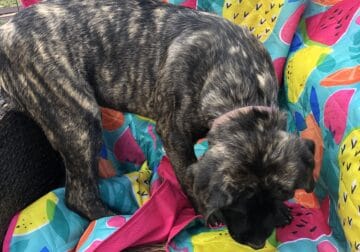 English Mastiff Puppy