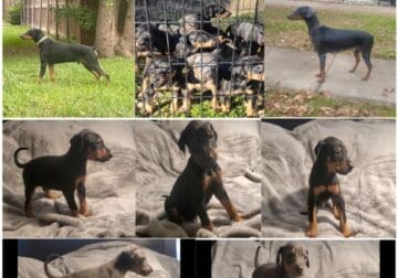 Doberman puppies