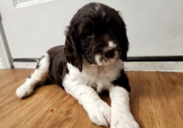 Eng Springer Spaniel AKC registered 4