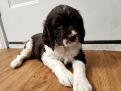 Eng Springer Spaniel AKC registered 4