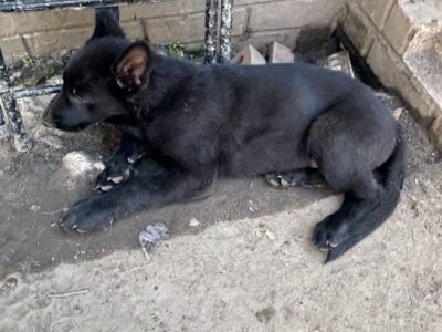 Luna Black Female German Shepherd puppy