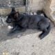 Luna Black Female German Shepherd puppy