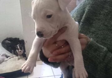 Puppies
