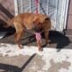 Meet Chance (Male Pit Bull – 1 Year Old)