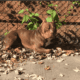 Loving Home Needed for 2-Year-Old Choco (Rehoming
