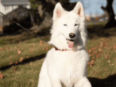 I’m looking for a new home for my baby boy