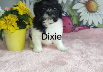 Dixie the Shichon