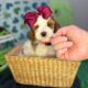 Mini Tri-Color Parti Poodle Puppies 15-20 lbs