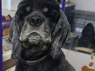 Adult Female Cocker