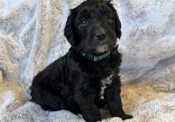 F1b Goldendoodle Black Female