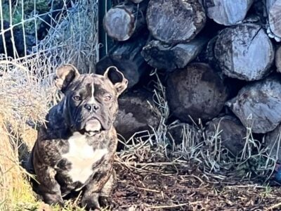 Exotic Bully Female