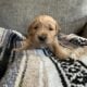 Akc Golden Retriever puppies