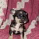 Boxers & more! Reputable 5 st Breeder of 23 years!