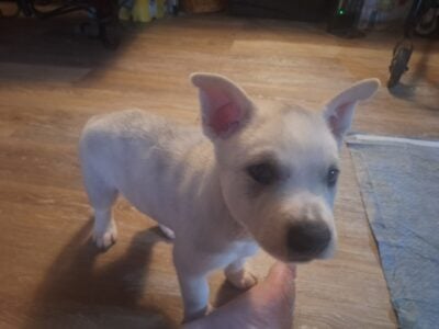 Pitsky puppy