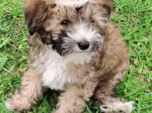 Prince Charming – Chinese Crested Powderpuff