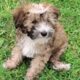 Prince Charming – Chinese Crested Powderpuff